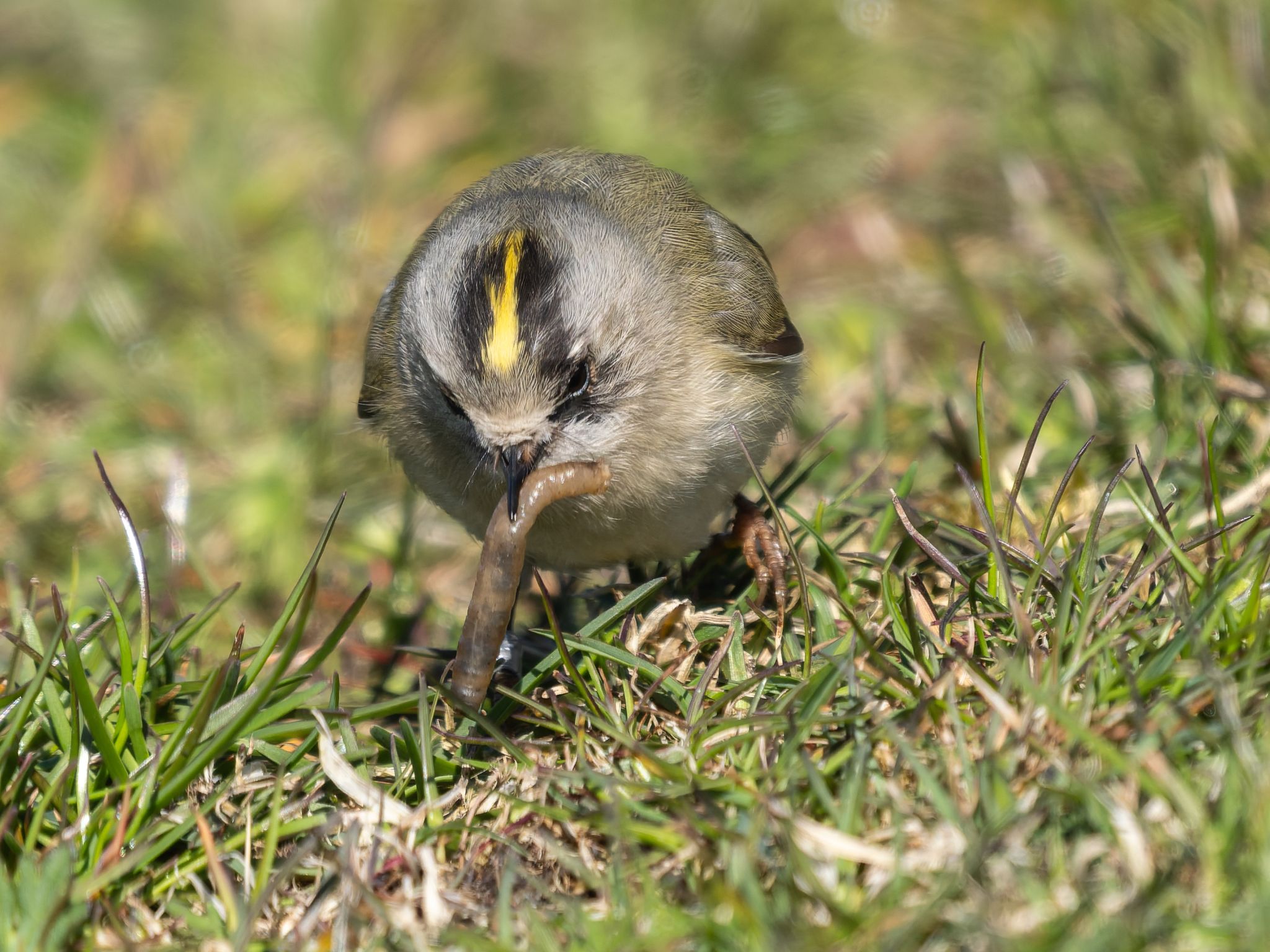 341 260424 1529 H  1HR5041 DxO DeepPRIME 3